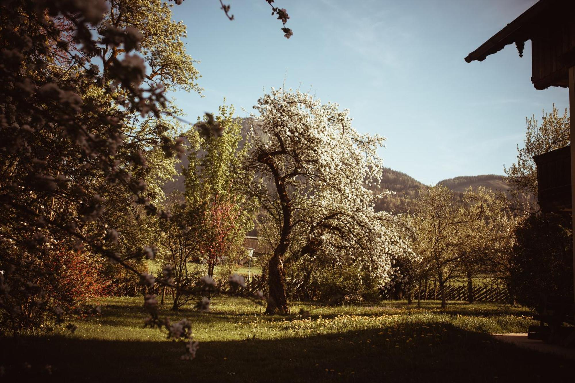 Primushaeusl Gaestehaus Strobl Oda fotoğraf