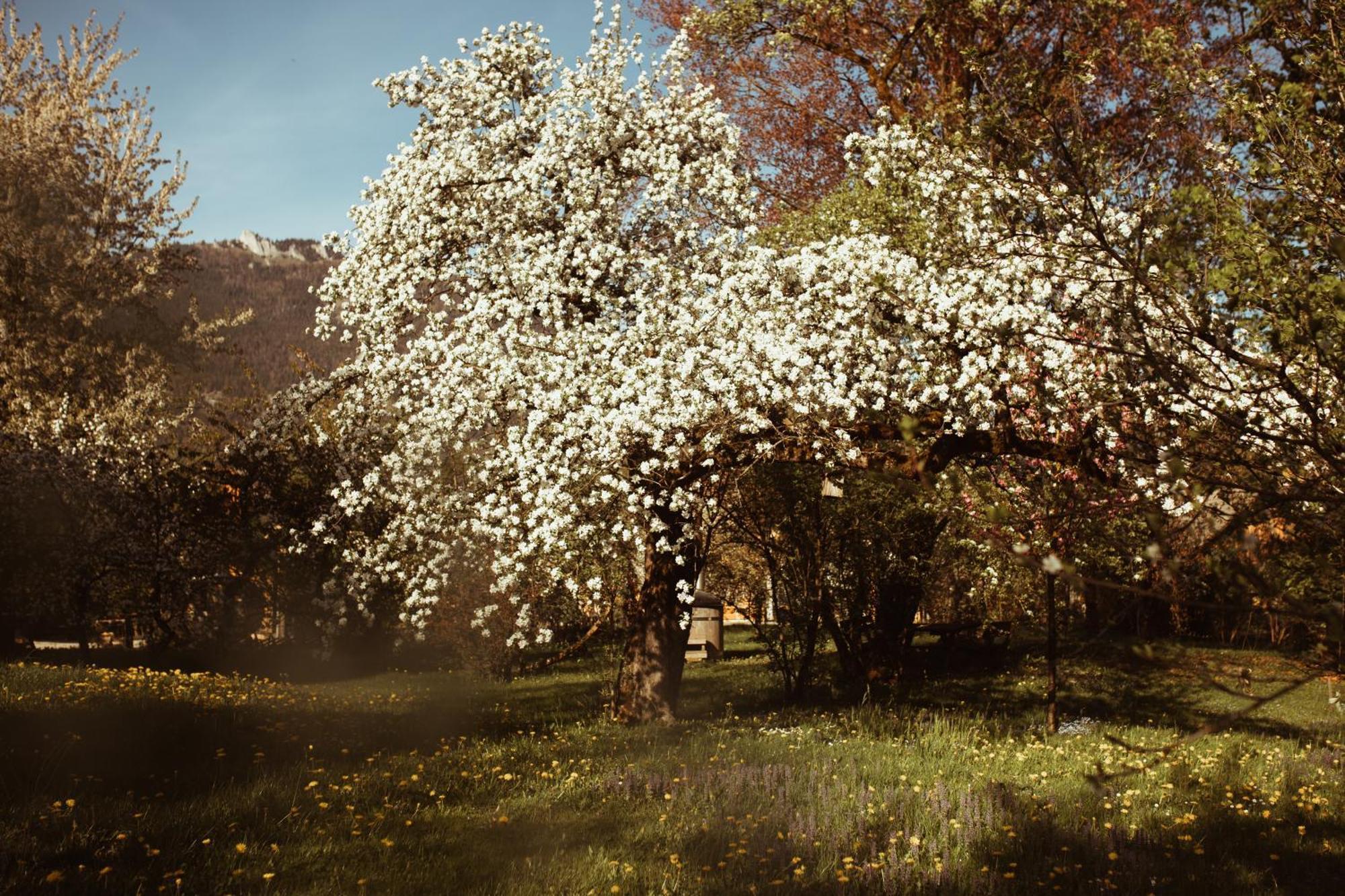 Primushaeusl Gaestehaus Strobl Oda fotoğraf